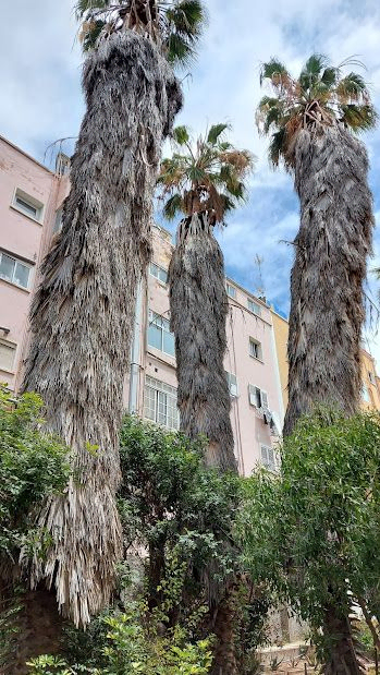 podas3