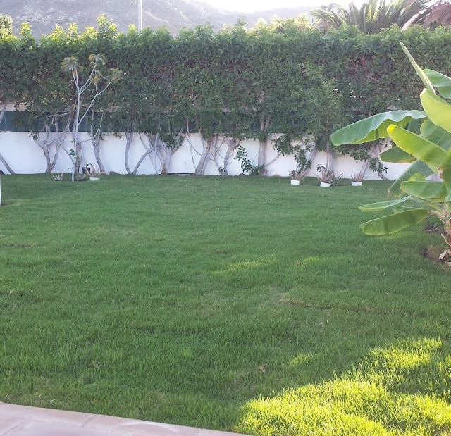 cesped natural8
