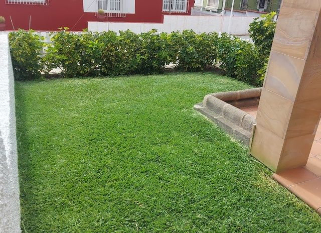 cesped natural11